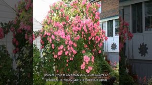 Роза Уильям Баффин (William Baffin) —описаний сорта