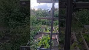 Шпалера для винограда из профильной трубы