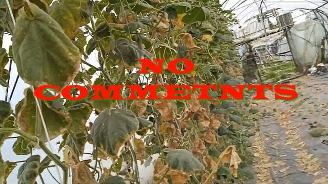 Август, огурец в теплице . Без комментариев