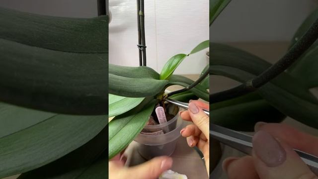 Как лечить гниль ствола орхидеи. ТРИ стадии гниения ст смотреть онлайн