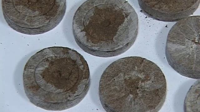 Валерий Панов: Как вырастить рассаду в торфяных табле? смотреть онлайн