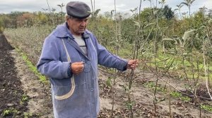 Питомник Маценко реализует двухлетние саженцы яблони