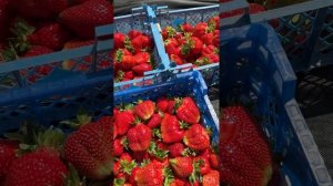 Обзор на клубнику сорт Надия и Азия. Первые сборы, вес ?