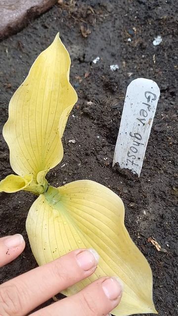 Хоста Grey Ghost(Серый признак) смотреть онлайн