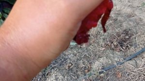 слива Блек Сплендор (Black Splendor)