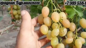 НОВИНКА!!! ГФ. Винограда ДАВИД (Калугин В.М.).