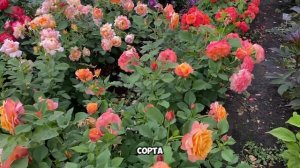 Ла Вилла Кота , шраб с характеристиками флорибунды