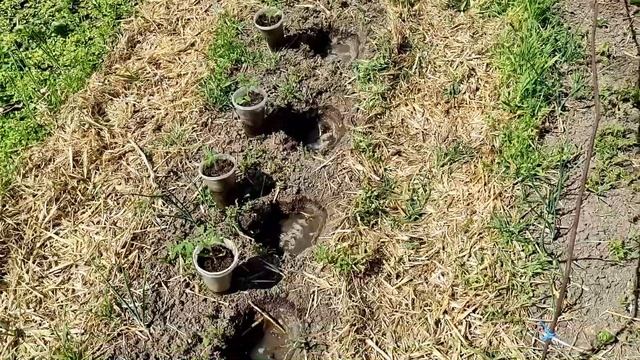 Совершенствование среды обитания.14 серия (высадка рас