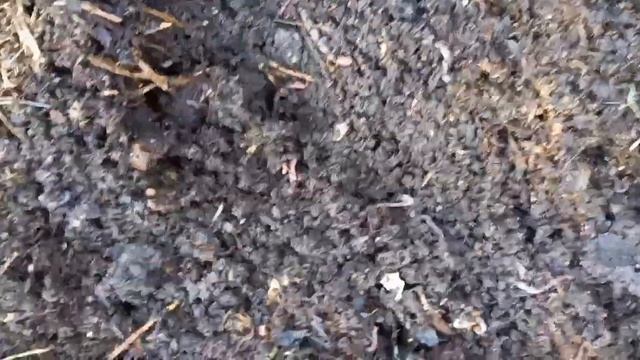 Копаю картошку в грядках. 1 маленькая грядка .30.08.23г. смотреть онлайн