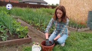 КАК УКОРЕНИТЬ УСЫ КЛУБНИКИ БЕЗ КОРНЕЙ? Простой способ