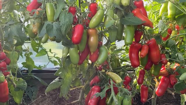 Обзор огорода.Теплицы, открытый грунт Август смотреть онлайн