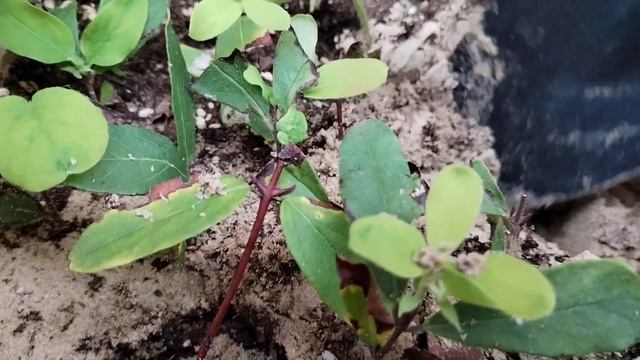 Жимолость. Укоренение черенков за полтора месяца. 