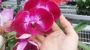 Байкальские Цветы. Орхидеи, которые Невозможно РАЗВИД