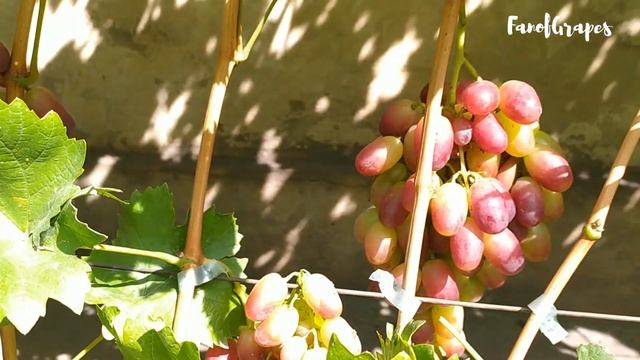 Гібридні форми винограду Подарунок Ірині та Дашуня у 2 смотреть онлайн