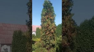 Вся туя покрылась шишками, что с этим делать? Как избав