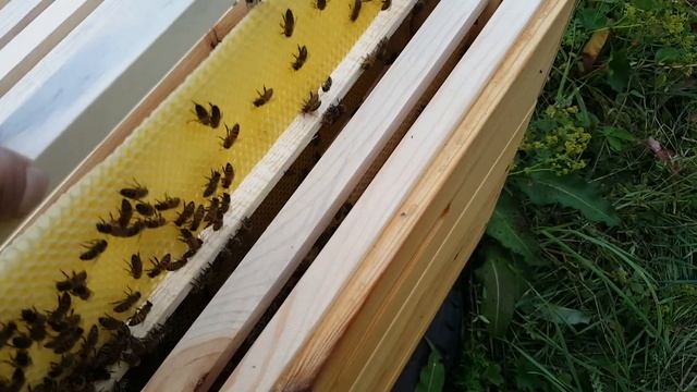 ПЕРВЫЕ ШАГИ НАЧИНАЮЩЕГО ПЧЕЛОВОДА 10 СЕРИЯ смотреть онлайн