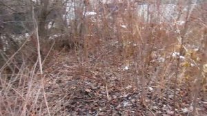 Как избавиться от вишнёвой поросли.