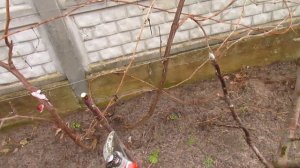 Обрезка колоновидной яблони двумя способами.