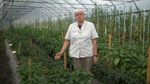 Перец сладкий Какаду желтый