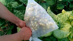 Пасынкование махорки.