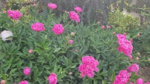 🌸 Пион AMABILIS и Ко🌸