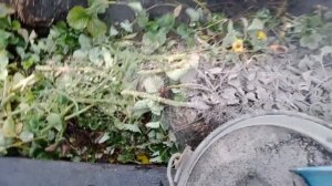 Теплая грядка для томатов открытого грунта