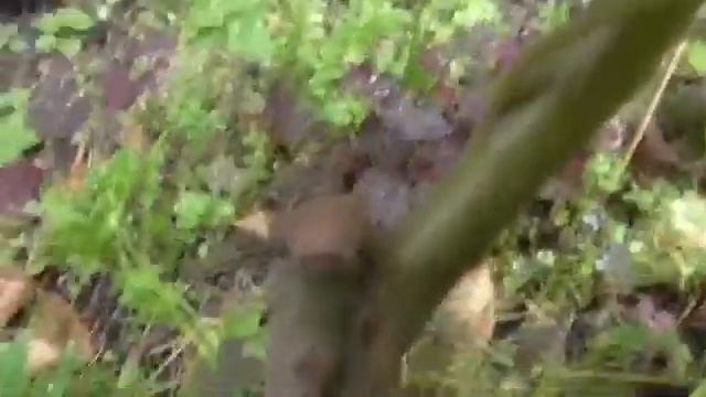 Почему может отвалиться прививка плодового дерева? смотреть онлайн