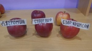 Джеромин, Супер-Чиф, Старкримсон-спуровые сорта яблон?