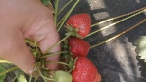 Клубника сорт Лорд.