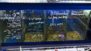 ПТИЧИЙ РЫНОК, САДОВОД, МОСКВА. ПОСЛЕДНИЙ ОБЗОР В ГОДУ! ?