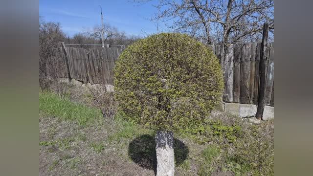 Отец города или повелитель деревьев :)). Антрацит 2021.