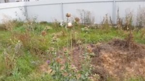 Расторопша пятнистая. Особенности роста и плодоношен?