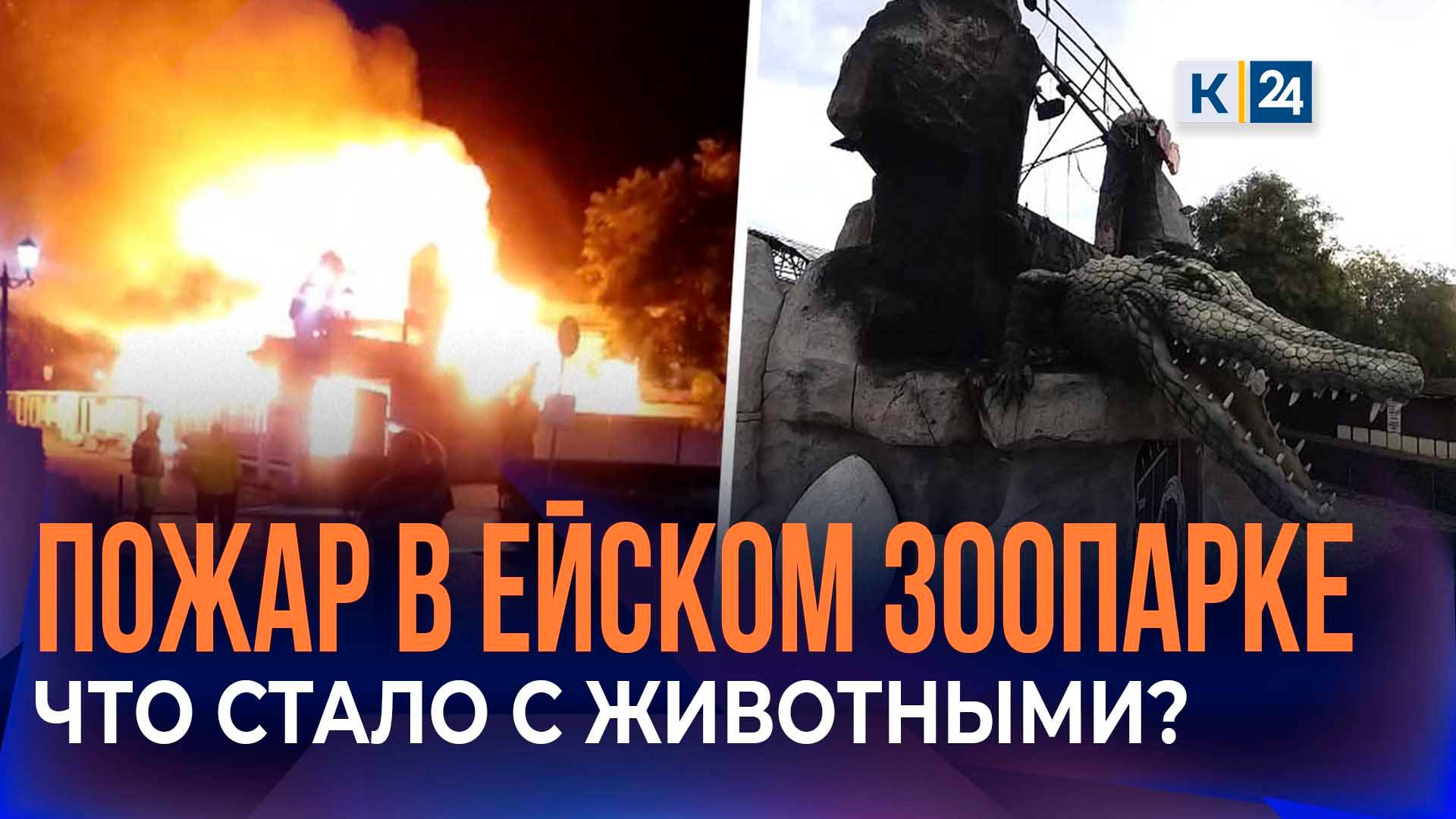 Специалисты рассказали о состоянии обитателей дельфинария в Ейске после пожара смотреть онлайн