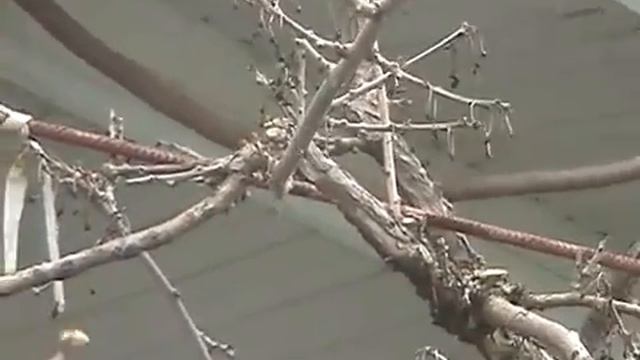 Обрезка актинидии часть 1 смотреть онлайн