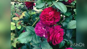 Флорибунда Крістіан Тетедое/ Christian Tetedoie.   Шраб Ла Вілл?