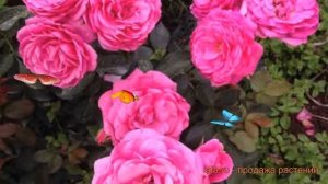 Роза флорибунда Маджента Диадем (magenta diadem) 🌿 обзор: ка?