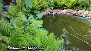 ПАПОРОТНИК МУЖСКОЙ. ЧТО ЛЕЧИТ. ПОЛЕЗНЫЕ СВОЙСТВА