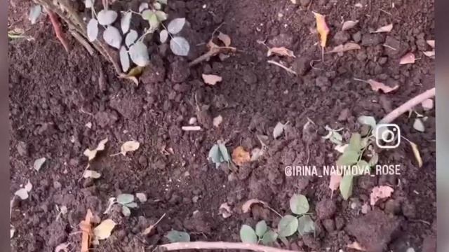 Осенняя обрезка роз. 2022г.