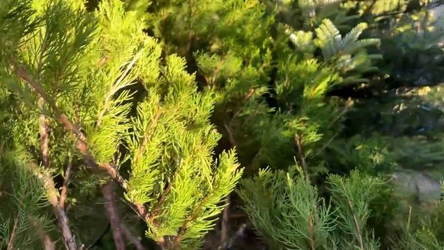 3 способа ФОРМИРОВКИ МОЖЖЕВЕЛЬНИКА Минт Джулеп (Mint Julep) смотреть онлайн