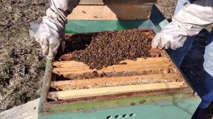 Весенний осмотр пчел после облета.