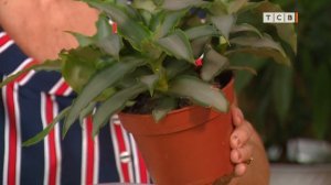 Мурдания. Цветочная лавка