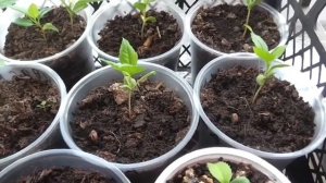 Как вырастить яблоню из семечка №2. Прошло 42 дня.