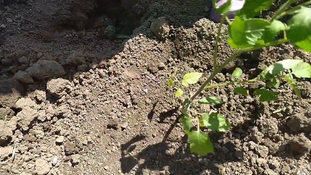 Что кладем в лунку? Высадка томатов в открытый грунт смотреть онлайн