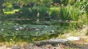 сажаю лотос в пруд. новые нимфеи.