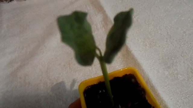 Коммифора Краузеля - 1 месяц после посадки семян. смотреть онлайн