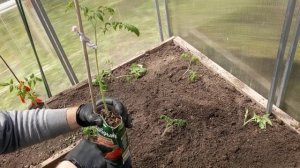 Как правильно сажать помидоры в теплице покажет садов