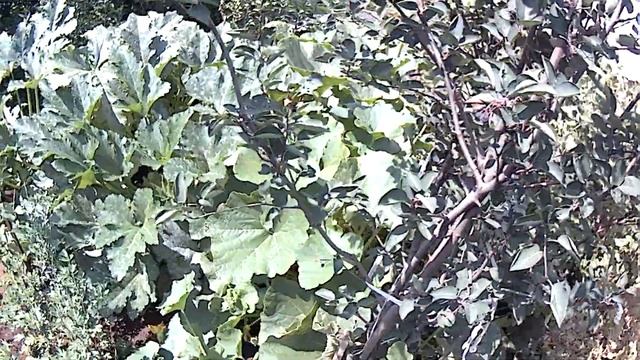урожай яблок и груш смотреть онлайн