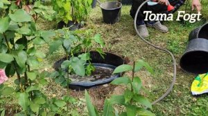 Обзор дачи в Германии.20 августа 2025 года.Срезаем яблоню