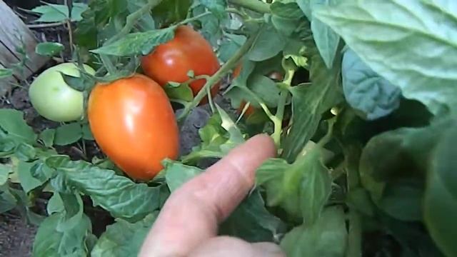 Томат Скатерть самобранка. Плоды созрели. смотреть онлайн