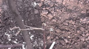 Прививка яблони на прикорневую поросль прививочным с?